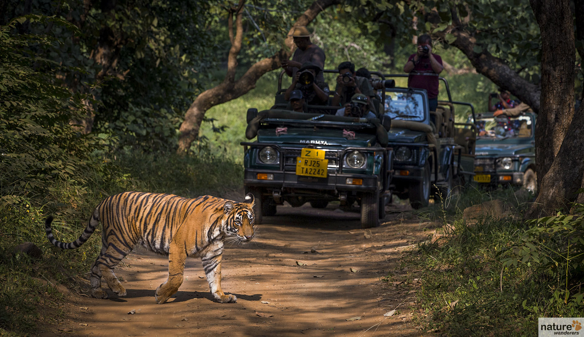 Wildlife Tours